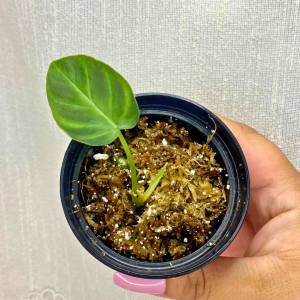 Philodendron verrucosum plantlet