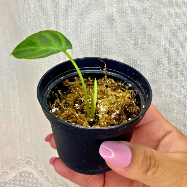 Philodendron verrucosum plantlet - Image 3