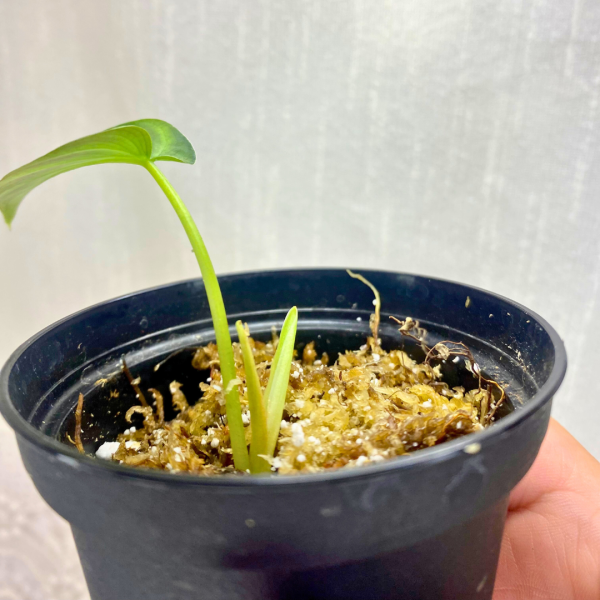 Philodendron verrucosum plantlet - Image 2