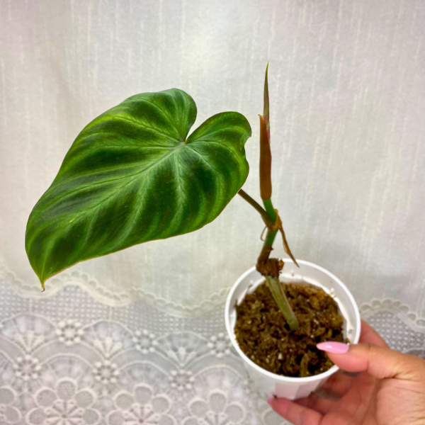 Philodendron verrucosum