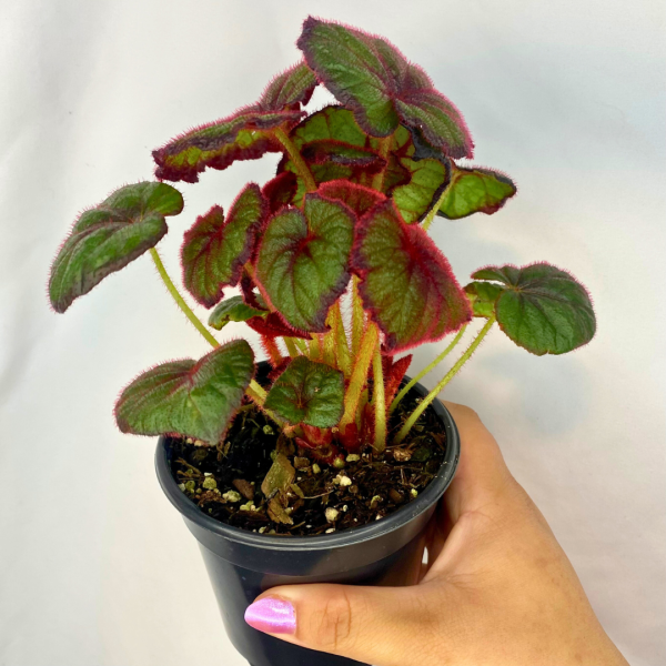 Begonia Curly Fireflush 4"