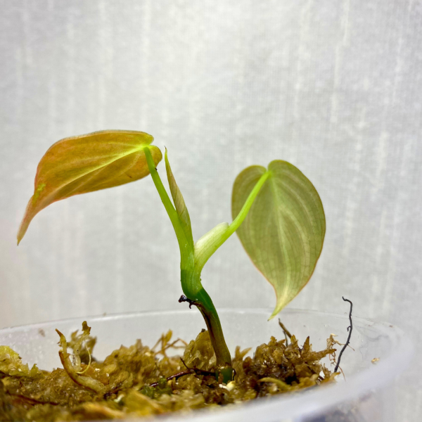 Philodendron Splendid plantlet - Image 2