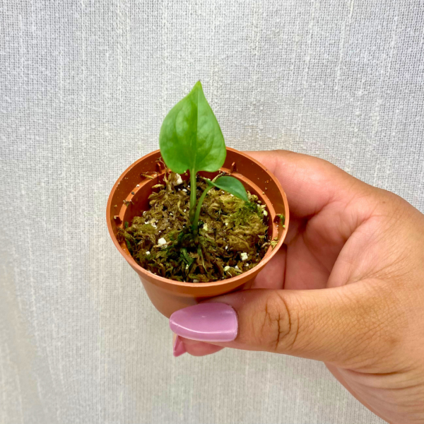 Amydrium Spiderman plantlet