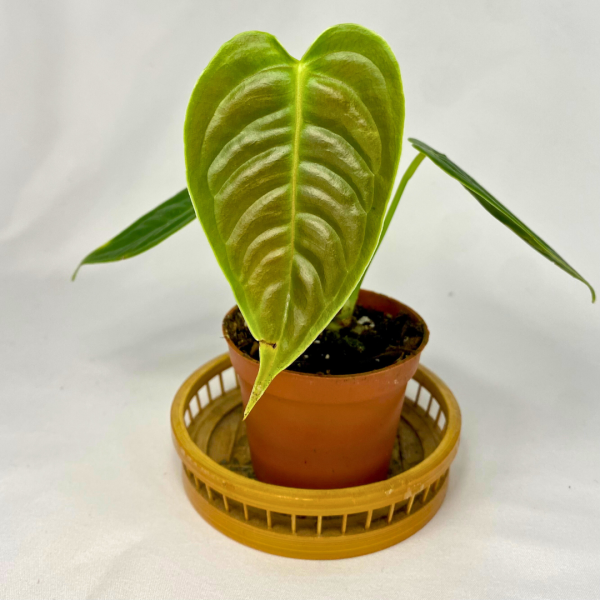 Anthurium Veitchii