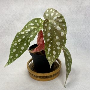 Begonia Maculta 3"