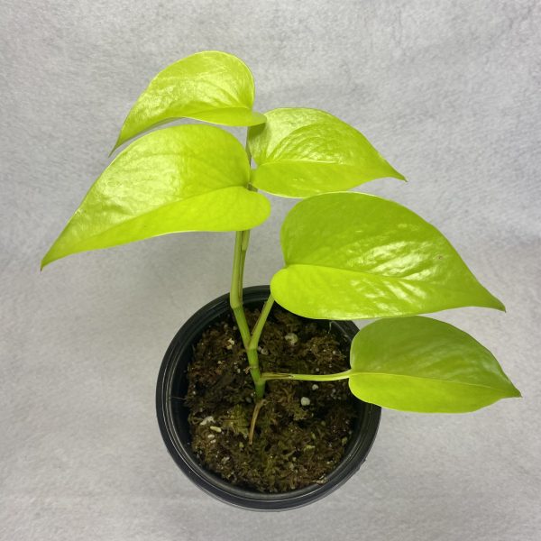 Neon pothos 4"