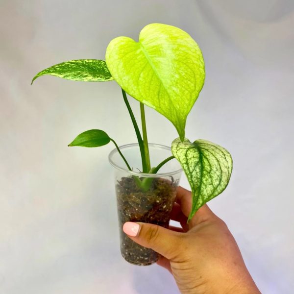 Monstera Mint