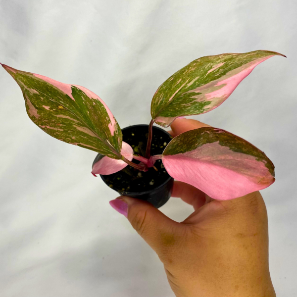 Philodendron Pink Princess Marble 2" - Image 4