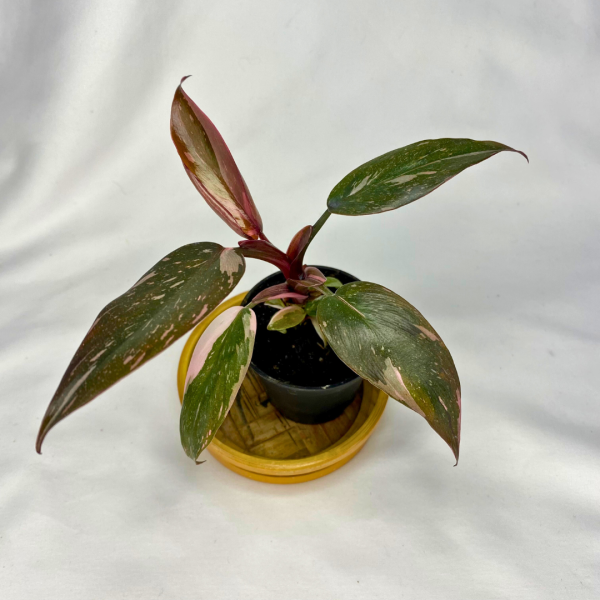 Philodendron Pink Princess Marble 2"