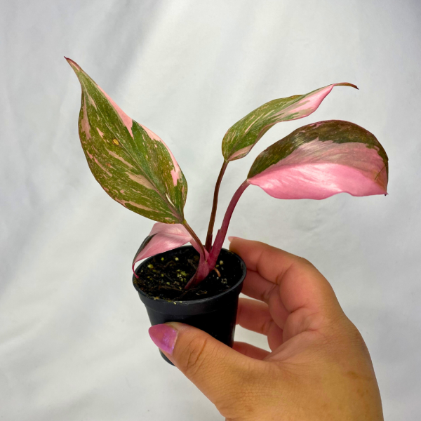 Philodendron Pink Princess Marbled