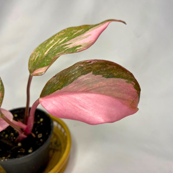 Philodendron Pink Princess Marble 2" - Image 3