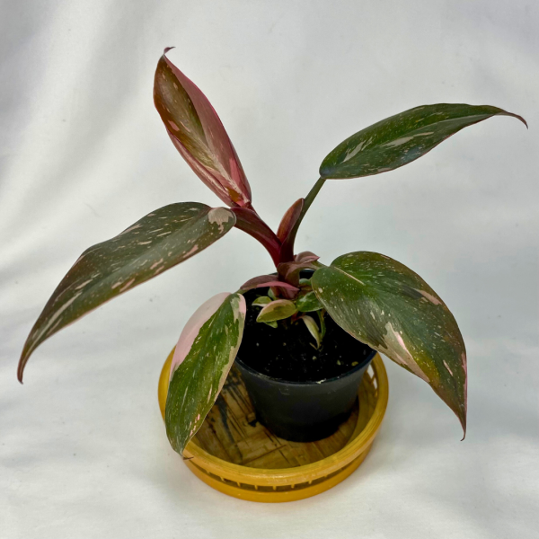 Philodendron Pink Princess Marble 2" - Image 3