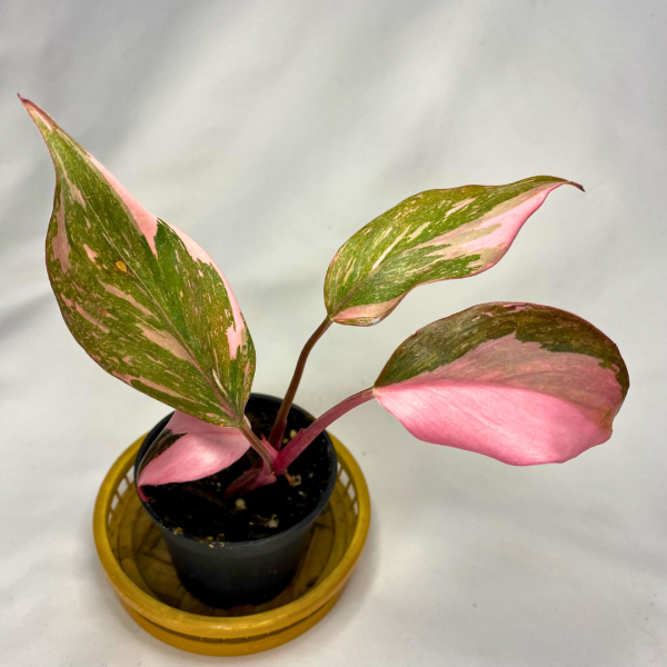 Philodendron Pink Princess Marble 2" - Image 2