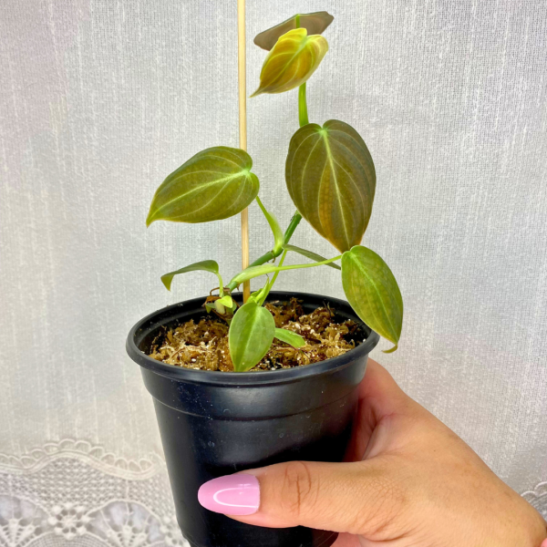 Philodendron melanochrysum