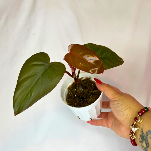 Philodendron Dark Lord 4"