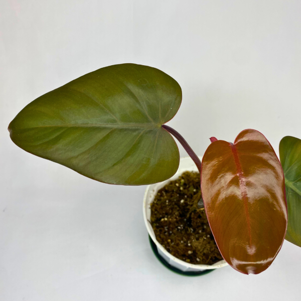 Philodendron Dark Lord 4" - Image 8