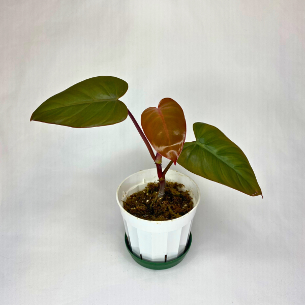 Philodendron Dark Lord 4" - Image 7