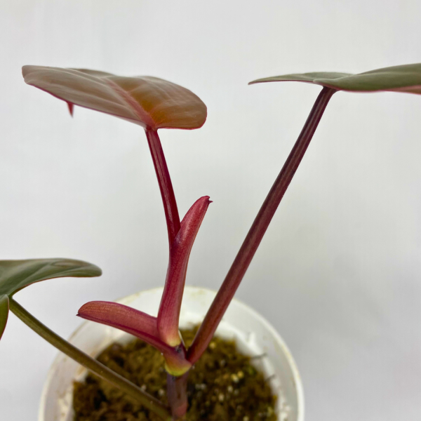 Philodendron Dark Lord 4" - Image 6