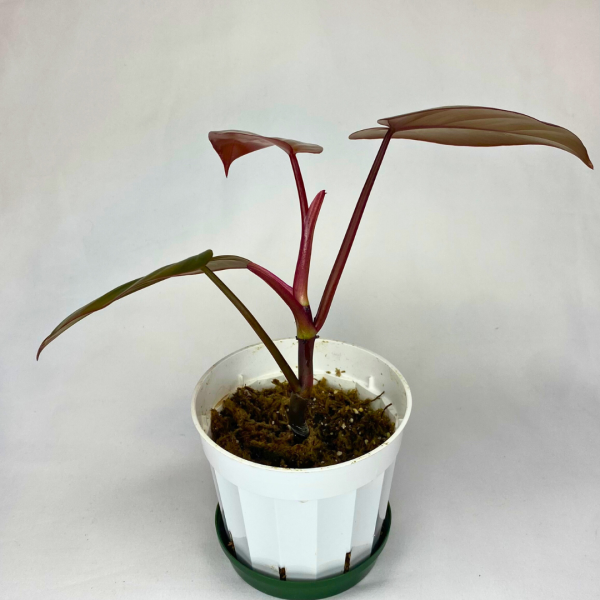 Philodendron Dark Lord 4" - Image 5