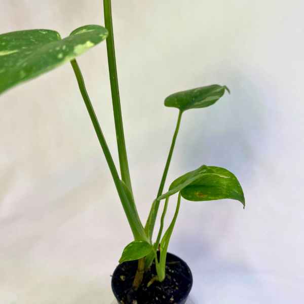 Monstera Thai Constellation 2" - Image 4