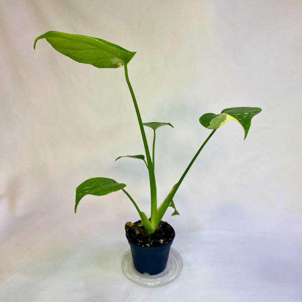 Monstera Thai Constellation 2" - Image 2