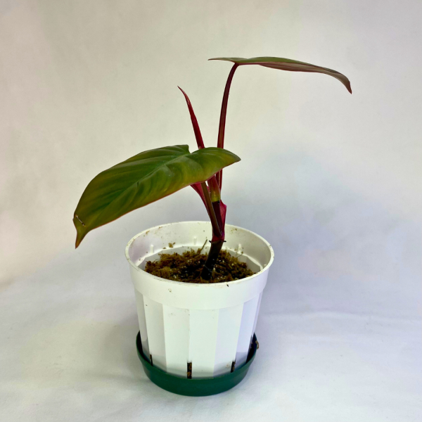 Philodendron Dark Lord 4" - Image 2