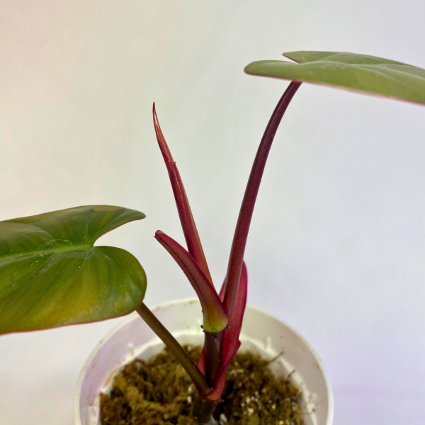 Philodendron Dark Lord 4" - Image 3