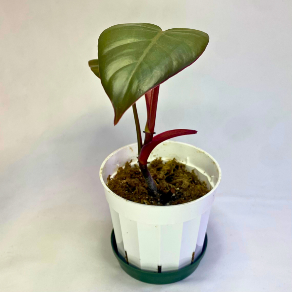 Philodendron Dark Lord 4" - Image 4