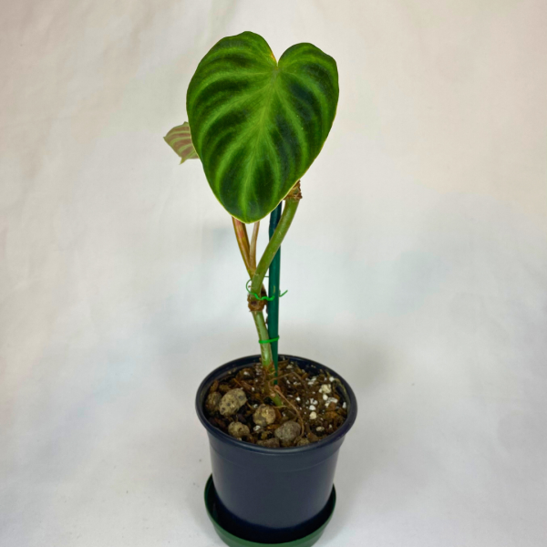 Philodendron verrucosum