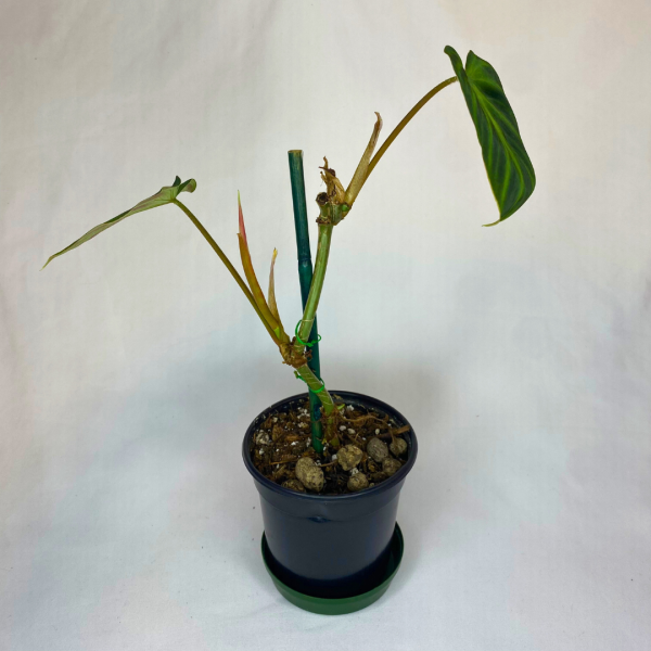 Philodendron verrucosum - Image 3