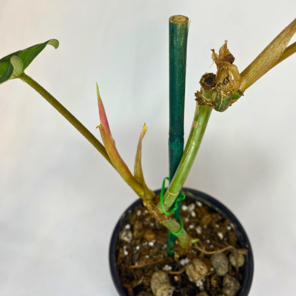 Philodendron verrucosum - Image 2